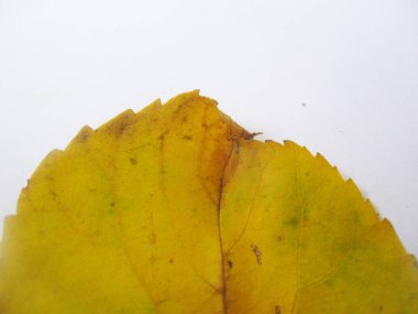 beyaz izole arka plan üzerinde sonbahar sonbahar yaprakları