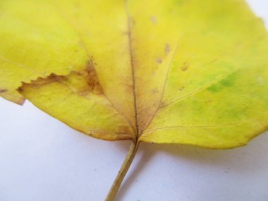 beyaz izole arka plan üzerinde sonbahar sonbahar yaprakları