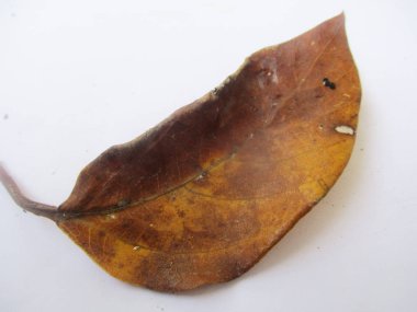 beyaz izole arka plan üzerinde sonbahar sonbahar yaprakları