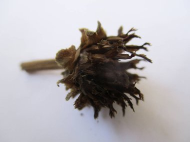 beyaz izole arka plan üzerinde sonbahar sonbahar yaprakları