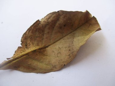 beyaz izole arka plan üzerinde sonbahar sonbahar yaprakları