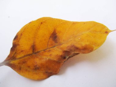 beyaz izole arka plan üzerinde sonbahar sonbahar yaprakları