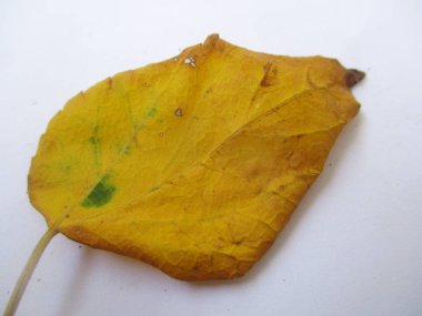 beyaz izole arka plan üzerinde sonbahar sonbahar yaprakları