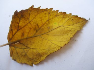 beyaz izole arka plan üzerinde sonbahar sonbahar yaprakları