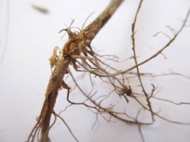 beyaz izole arka plan üzerinde sonbahar sonbahar yaprakları