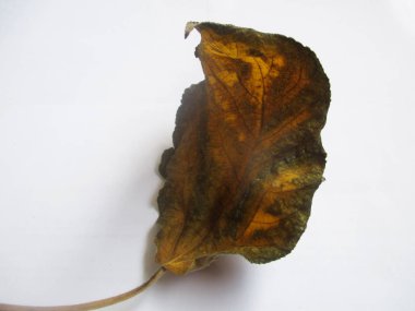 beyaz izole arka plan üzerinde sonbahar sonbahar yaprakları