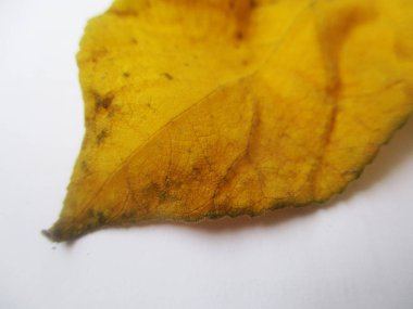 beyaz izole arka plan üzerinde sonbahar sonbahar yaprakları