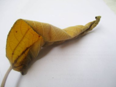 beyaz izole arka plan üzerinde sonbahar sonbahar yaprakları