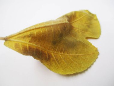 beyaz izole arka plan üzerinde sonbahar sonbahar yaprakları