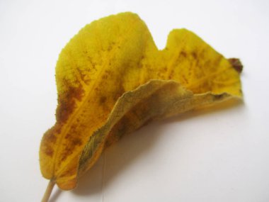 beyaz izole arka plan üzerinde sonbahar sonbahar yaprakları