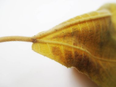 beyaz izole arka plan üzerinde sonbahar sonbahar yaprakları