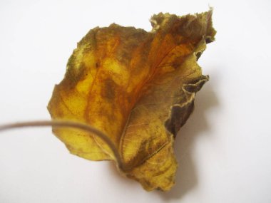 beyaz izole arka plan üzerinde sonbahar sonbahar yaprakları