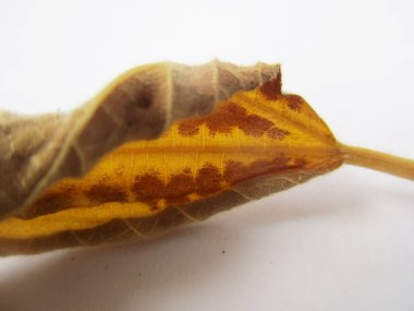 beyaz izole arka plan üzerinde sonbahar sonbahar yaprakları