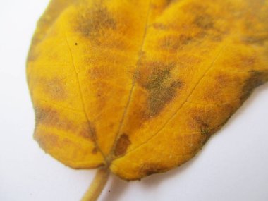 beyaz izole arka plan üzerinde sonbahar sonbahar yaprakları