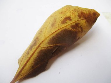 beyaz izole arka plan üzerinde sonbahar sonbahar yaprakları