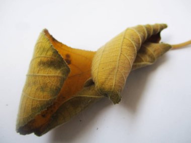 beyaz izole arka plan üzerinde sonbahar sonbahar yaprakları