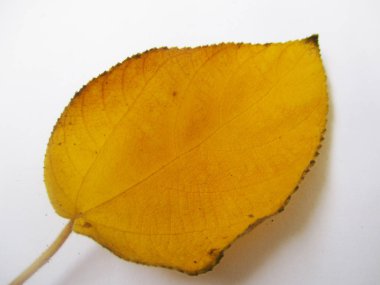 beyaz izole arka plan üzerinde sonbahar sonbahar yaprakları