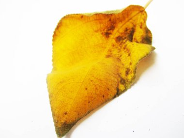 beyaz izole arka plan üzerinde sonbahar sonbahar yaprakları