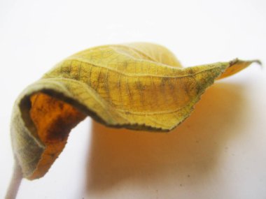 beyaz izole arka plan üzerinde sonbahar sonbahar yaprakları