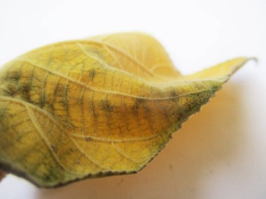 beyaz izole arka plan üzerinde sonbahar sonbahar yaprakları