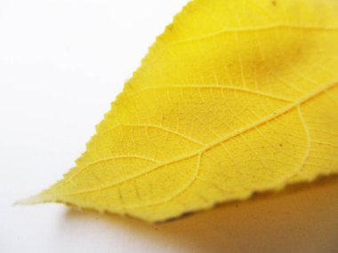 beyaz izole arka plan üzerinde sonbahar sonbahar yaprakları