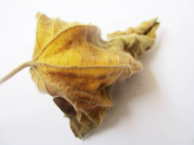 beyaz izole arka plan üzerinde sonbahar sonbahar yaprakları