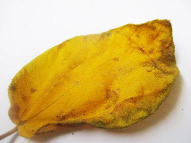 beyaz izole arka plan üzerinde sonbahar sonbahar yaprakları