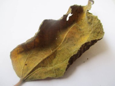 beyaz izole arka plan üzerinde sonbahar sonbahar yaprakları