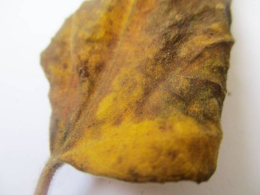 beyaz izole arka plan üzerinde sonbahar sonbahar yaprakları