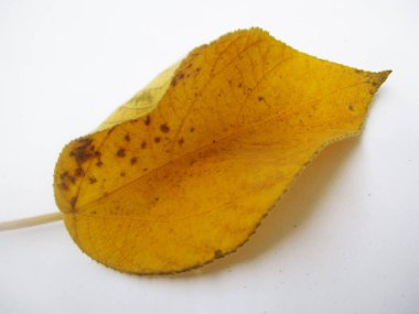 beyaz izole arka plan üzerinde sonbahar sonbahar yaprakları