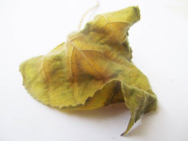 beyaz izole arka plan üzerinde sonbahar sonbahar yaprakları