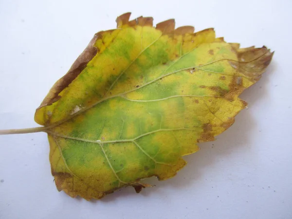 Autunno Autunno Foglie Sfondo Bianco Isolato — Foto Stock