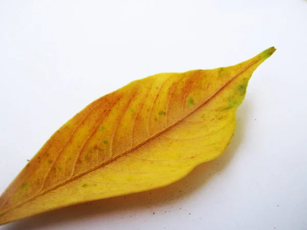 Podzim Podzim Listí Bílém Pozadí Izolované — Stock fotografie
