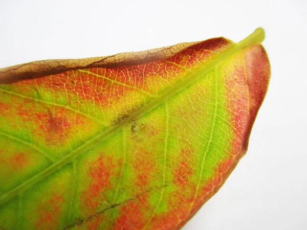 Automne Automne Feuilles Sur Fond Blanc Isolé — Photo