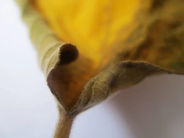 Beyaz Izole Arka Plan Üzerinde Sonbahar Sonbahar Yaprakları — Stok fotoğraf