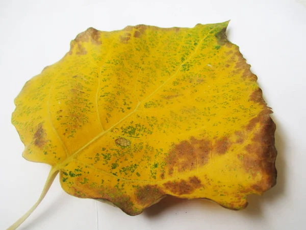 Herbst Herbst Blätter Auf Weißem Isolierten Hintergrund — Stockfoto