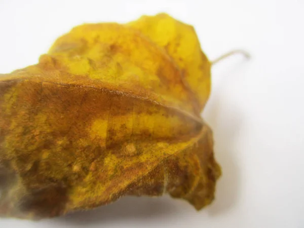 Herbst Herbst Blätter Auf Weißem Isolierten Hintergrund — Stockfoto