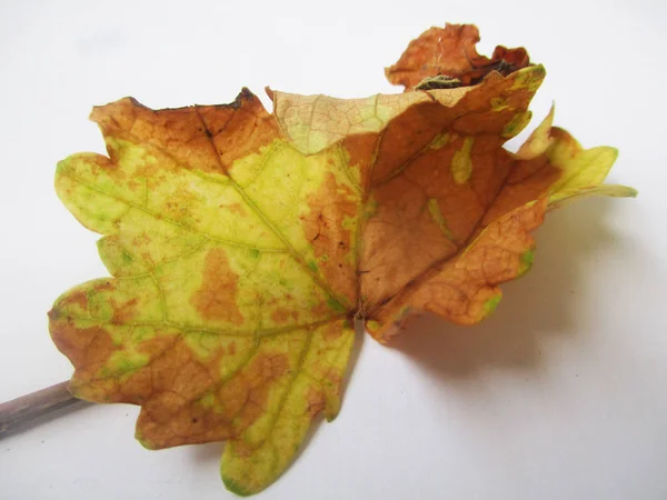 Herbst Herbst Blätter Auf Weißem Isolierten Hintergrund — Stockfoto