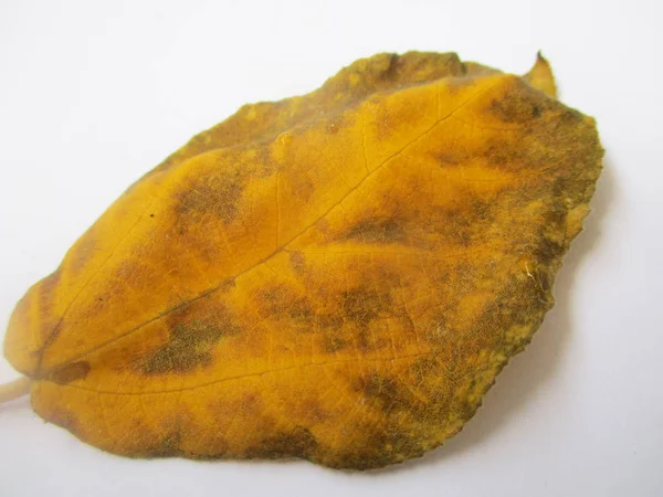 beyaz izole arka plan üzerinde sonbahar sonbahar yaprakları