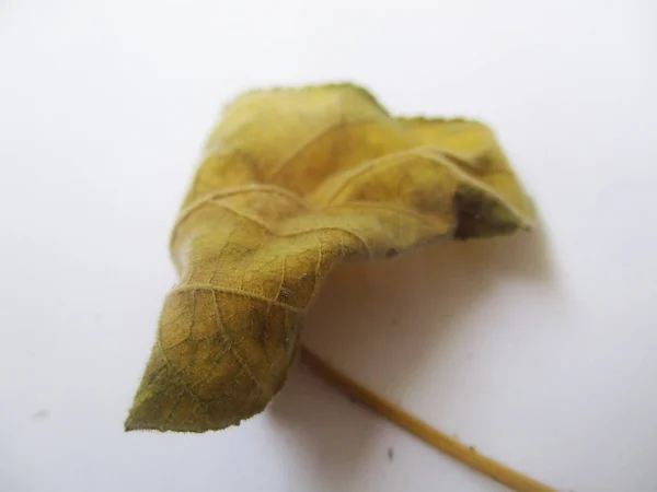 Herfst Herfstbladeren Witte Geïsoleerde Achtergrond — Stockfoto