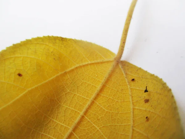 Herfst Herfstbladeren Witte Geïsoleerde Achtergrond — Stockfoto