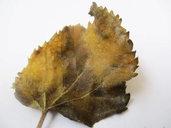 Herbst Herbst Blätter Auf Weißem Isolierten Hintergrund — Stockfoto