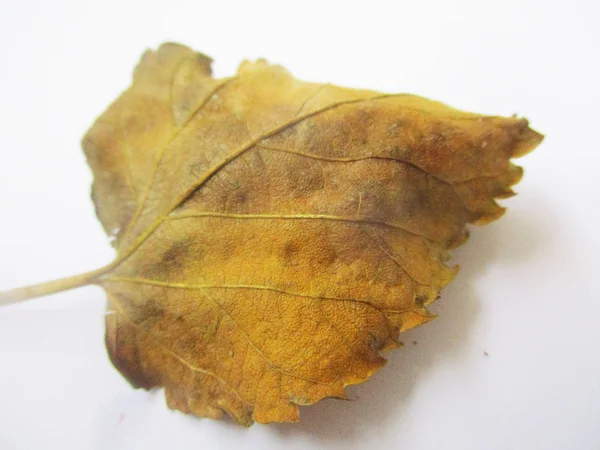 Otoño Otoño Hojas Sobre Fondo Blanco Aislado — Foto de Stock