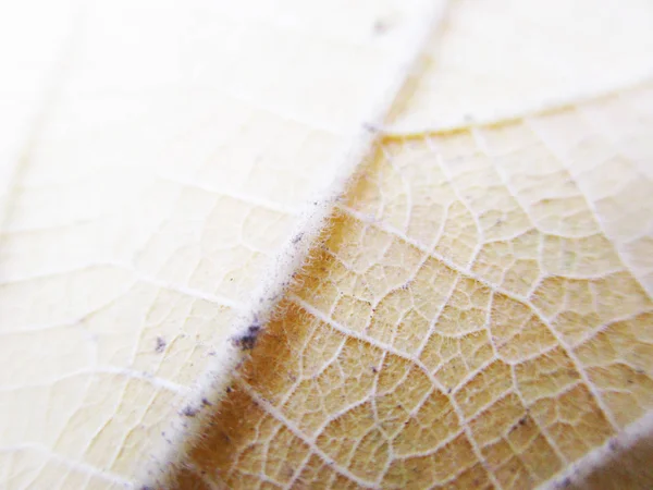 autumn  fall leaves on white isolated background