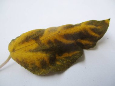 beyaz izole arka plan üzerinde sonbahar sonbahar yaprakları