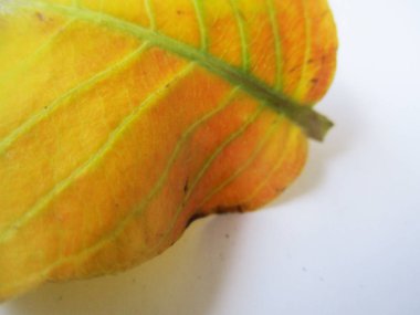 beyaz izole arka plan üzerinde sonbahar sonbahar yaprakları