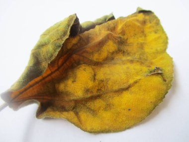 beyaz izole arka plan üzerinde sonbahar sonbahar yaprakları