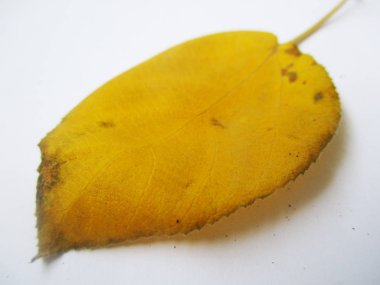 beyaz izole arka plan üzerinde sonbahar sonbahar yaprakları