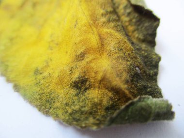 beyaz izole arka plan üzerinde sonbahar sonbahar yaprakları