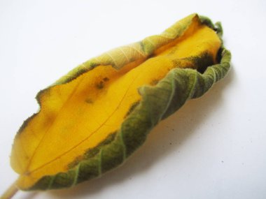 beyaz izole arka plan üzerinde sonbahar sonbahar yaprakları